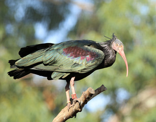 Portrait of a Northern Bald Ibis