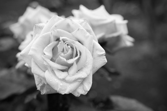 Black and white rose flower