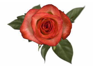 Red rose bloom with dew on petals on white background. Clipping path incl.