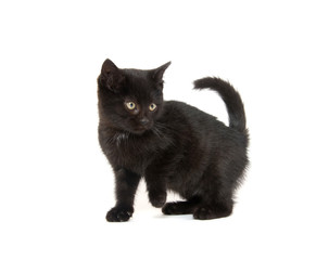 Cute black kitten on white