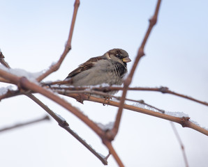 Sparrow on a tree against the blue sky
