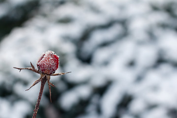 Red rose with frost. Frozen rose under the snow