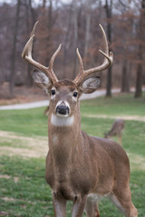 Obraz premium Large white-tailed deer buck
