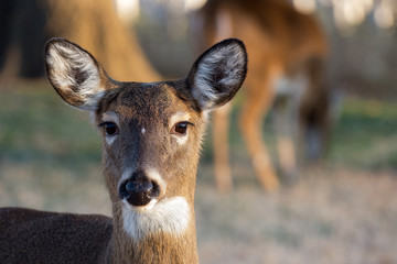 White-tailed deer doe