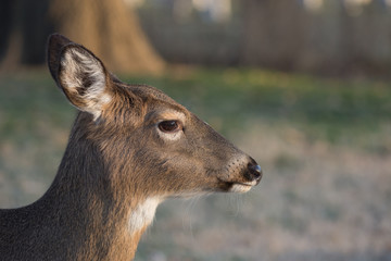 White-tailed deer doe