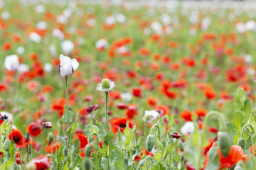 Fototapeta premium Field of bright red corn poppy flowers in summer