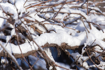 snow on the branches of a tree