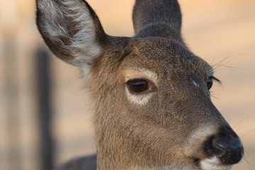 White-tailed deer doe