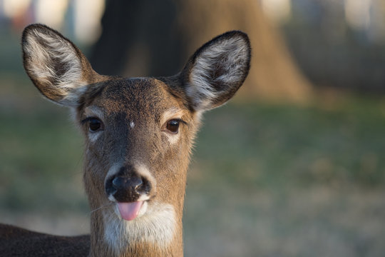 Fototapeta White-tailed deer doe