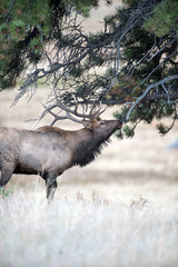 North American elk