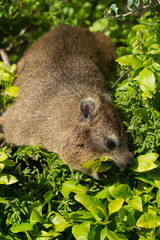 Rock dassie