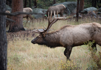 North American elk