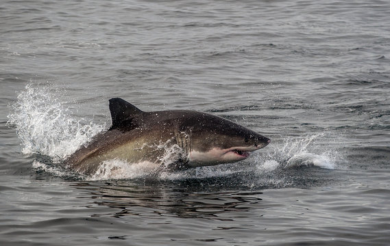 Great White Shark Breaching