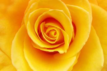 Obraz na płótnie Canvas Yellow rose