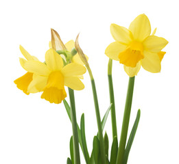 Spring floral border, beautiful fresh narcissus flowers, isolated on white background