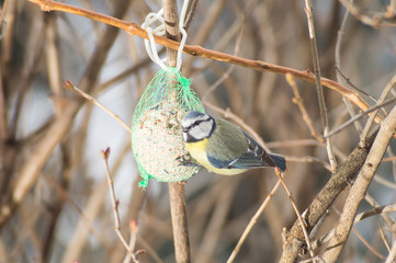 Cinciallegra, passero mangia pallina grasso mangiatoia. Mangiatoia per uccelli, birdgardening