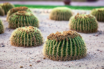 Small round cactuses growing on sandy land