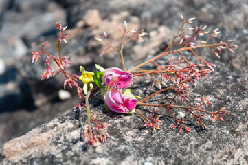 Pink flowers on Rock at Lan Hin Tak  Natural split of rock