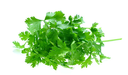 Fresh coriander on white background