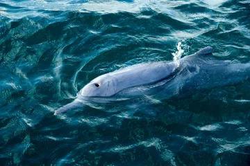 Crédence de cuisine en verre imprimé Dauphin Delfin in freier Wildbahn, Amity Beach, Australien