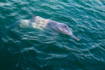 Delfin in freier Wildbahn, Amity Beach, Australien