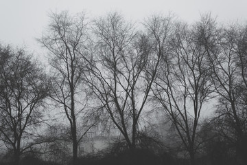 Bare treetops on winter afternoon