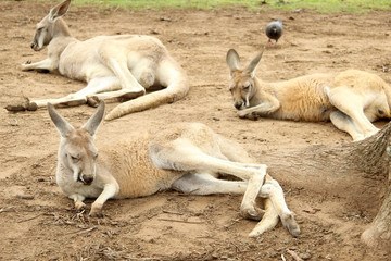 Kängurus im Streichelzoo von Brisbane, aufgenommen im November 2015