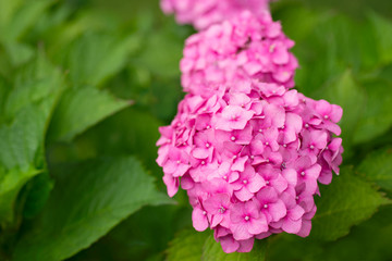 Pink hydrangea in nature