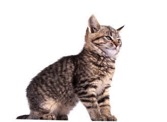 Obraz premium Portrait cat isolated