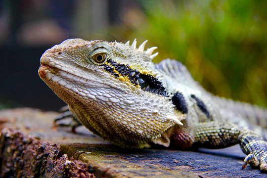 Lizzards in Australien, aufgenommen in freier Wildbahn im November 2015.