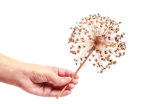 Seeds of a decorative onions all ium