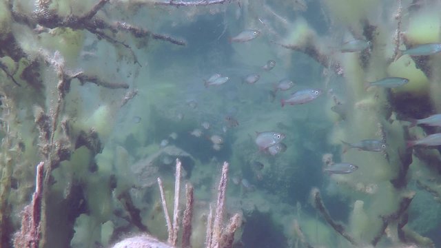 Rudd (Scardinius erythrophthalmus): a school of fish among underwater thickets.
