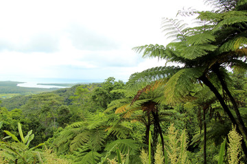 Fototapeta na wymiar Regenwald im Daintree Nationalpark, Australien, Ostküste, aufgenommen im November 2015