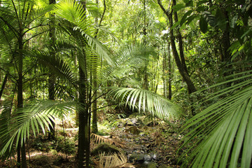 Naklejka premium Regenwald im Daintree Nationalpark, Australien, Ostküste, aufgenommen im November 2015