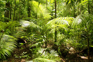 Naklejka premium Regenwald im Daintree Nationalpark, Australien, Ostküste, aufgenommen im November 2015