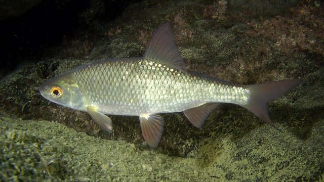 Common roach (Rutilus rutilus): a fish on the background of stones, close-up.
