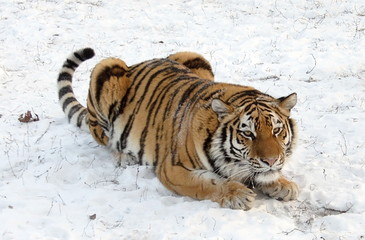 Obraz premium Tiger on snow 