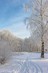 Obraz premium The birches covered with hoarfrost. Winter landscape.