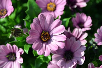 Obraz premium Blumen und Pflanzen