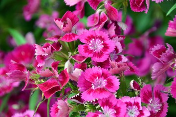 Obraz premium Blumen und Pflanzen