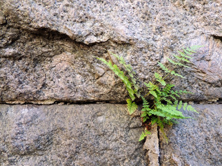 Ferns (Polypodiophyta), who grew up among granite slabs