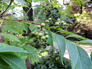 Foliage and green fruit Amur velvet (Phellodendron amurense)