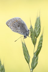 The beauty of butterflies