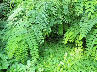 Foliage Robinia pseudoacacia
