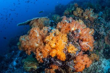 Fototapeta na wymiar Soft Corals in Komodo National Park
