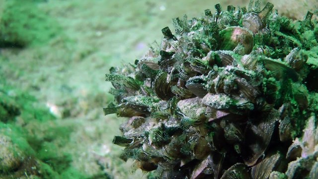 Zebra mussel (Dreissena polymorpha): clams push out its siphons to filter water, timelapse.
