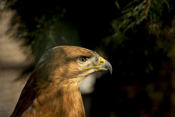 Close-up van een steenarend.