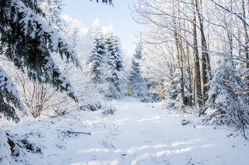 Winter road in covered snow forest