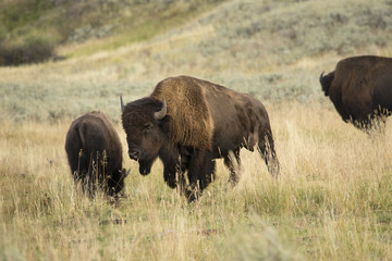 Three bison in grasslands of Yellowstone National Park, Wyoming.
