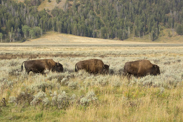 Three bison grazing in line in scrublands of Yellowstone.